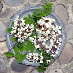 acacia flowers provence