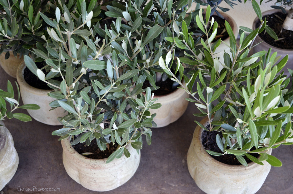 small olive trees provence
