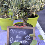 oliviers de provence