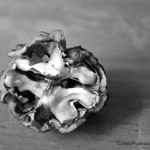 walnut in shell detail