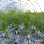 fennel bulbs provence