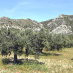 les alpilles oliviers
