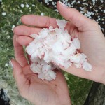 almond blossom petals