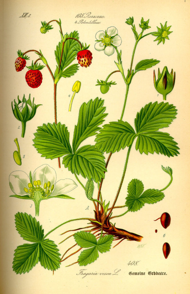 fregaria vesca 