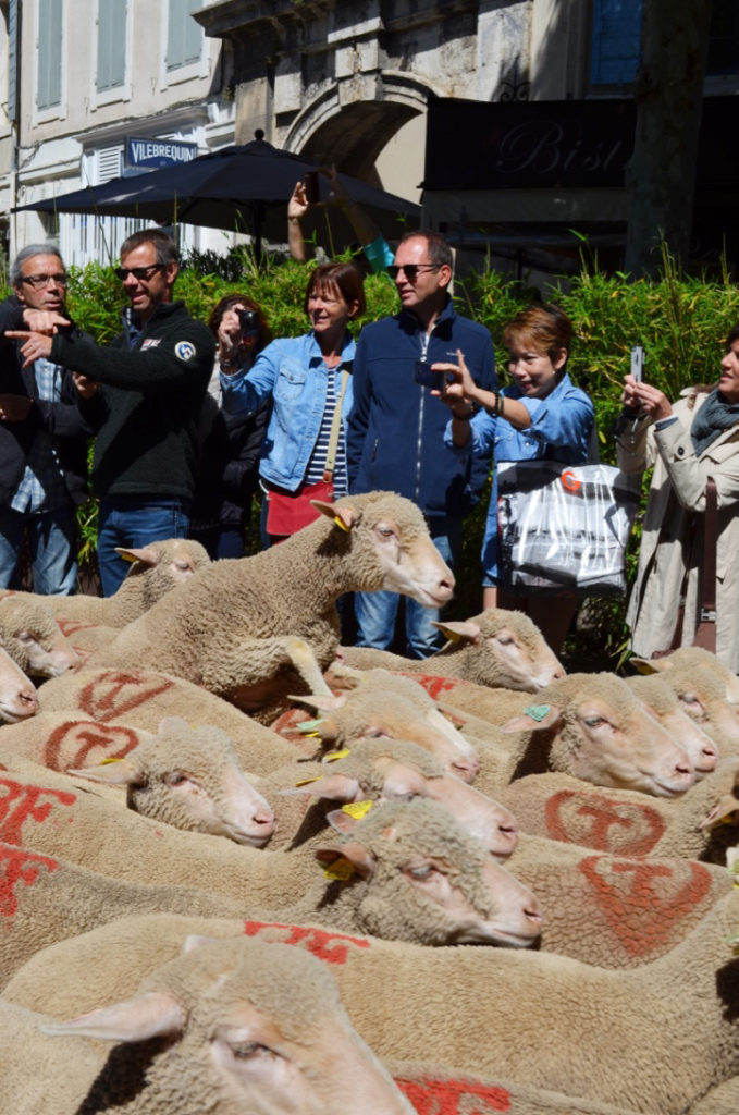sheep transhumance
