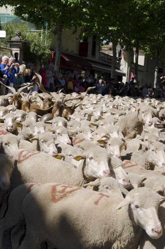 transhumance