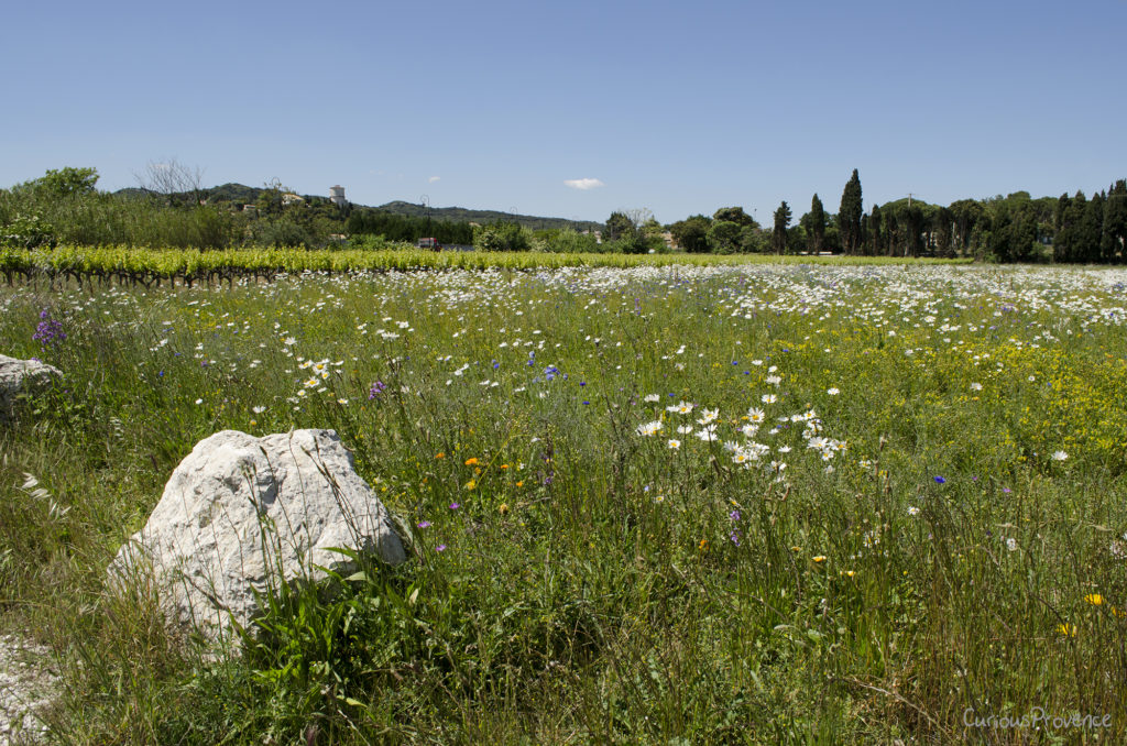 wild flowers france