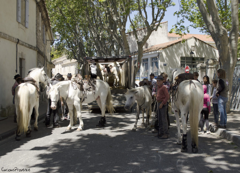 camargue horses provence