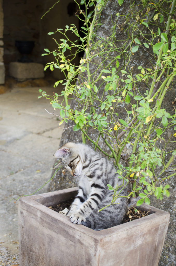 kitten mas d'augustine