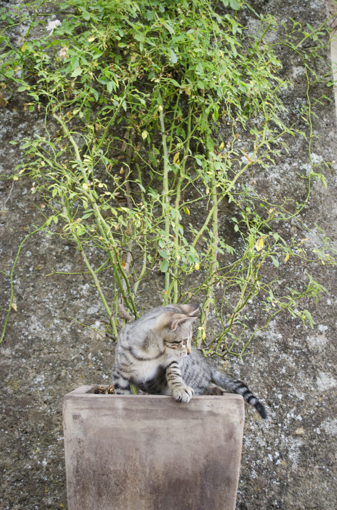 kitten mas d'augustine
