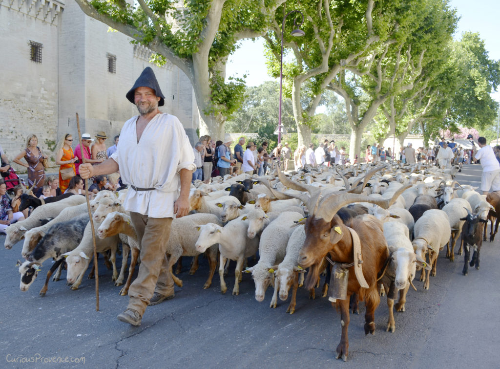fete de tarasque parade with Shepherd 