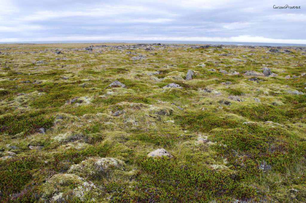 iceland landscape moss