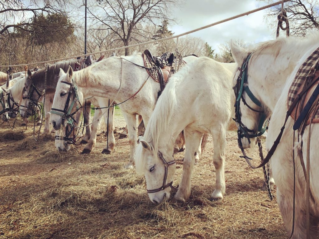 camargue horses curious provence