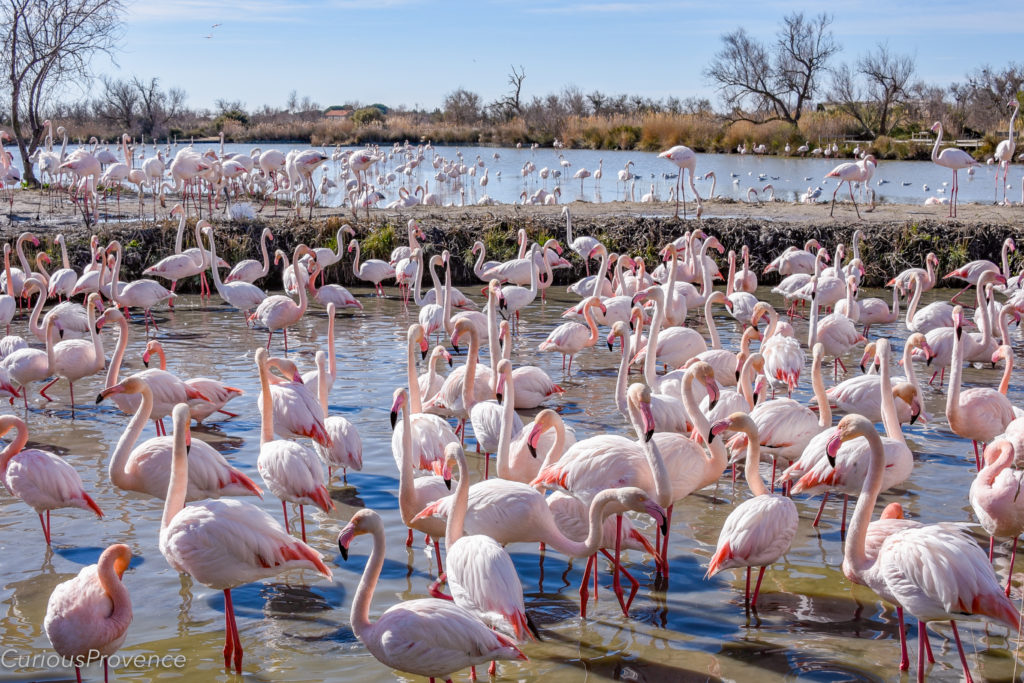 flamingoes in provence