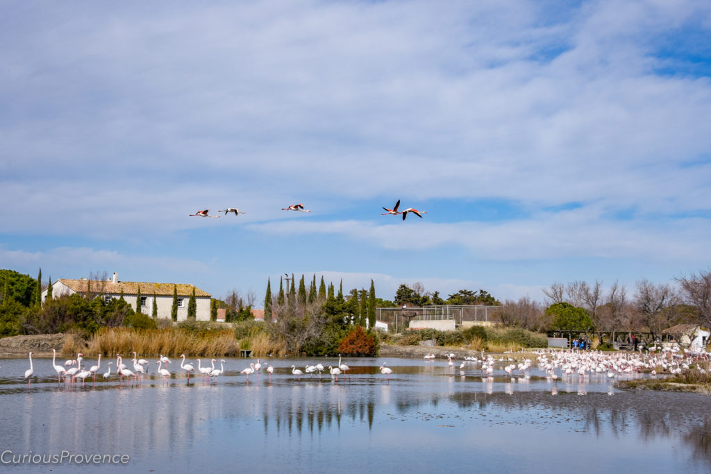 camargue flamingoes
