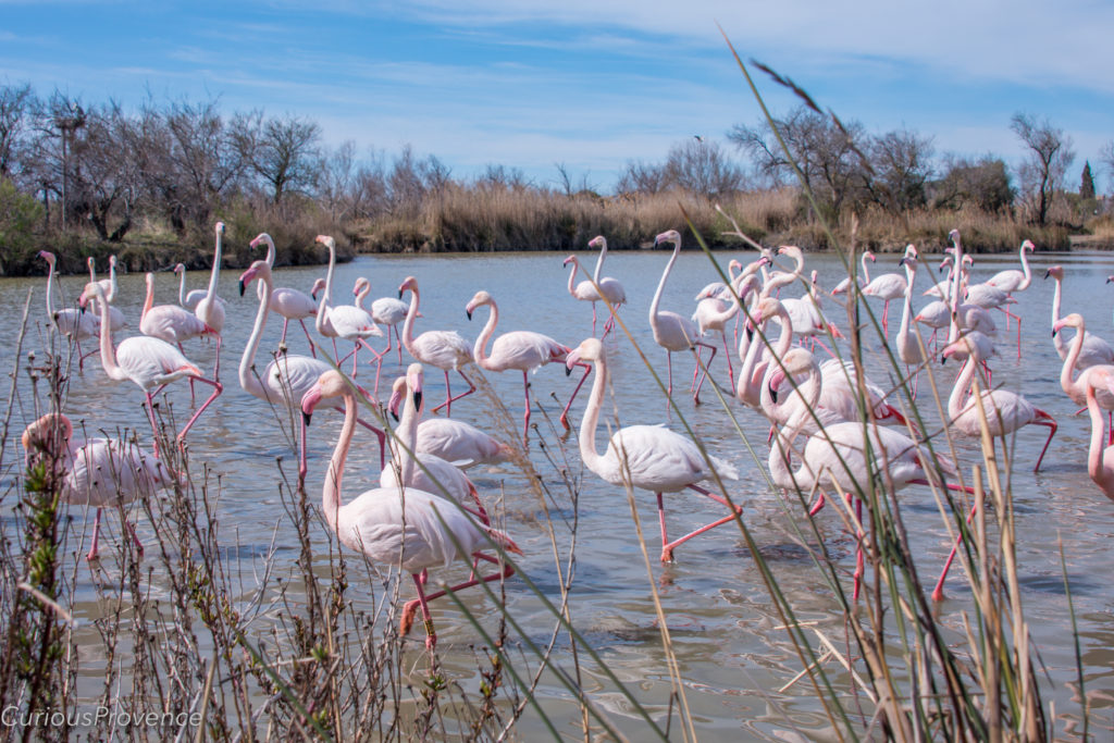 parc ornithologique provence