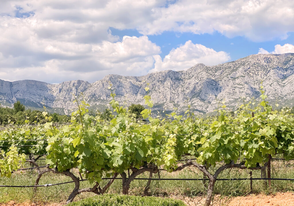 Château Gassier Vineyard