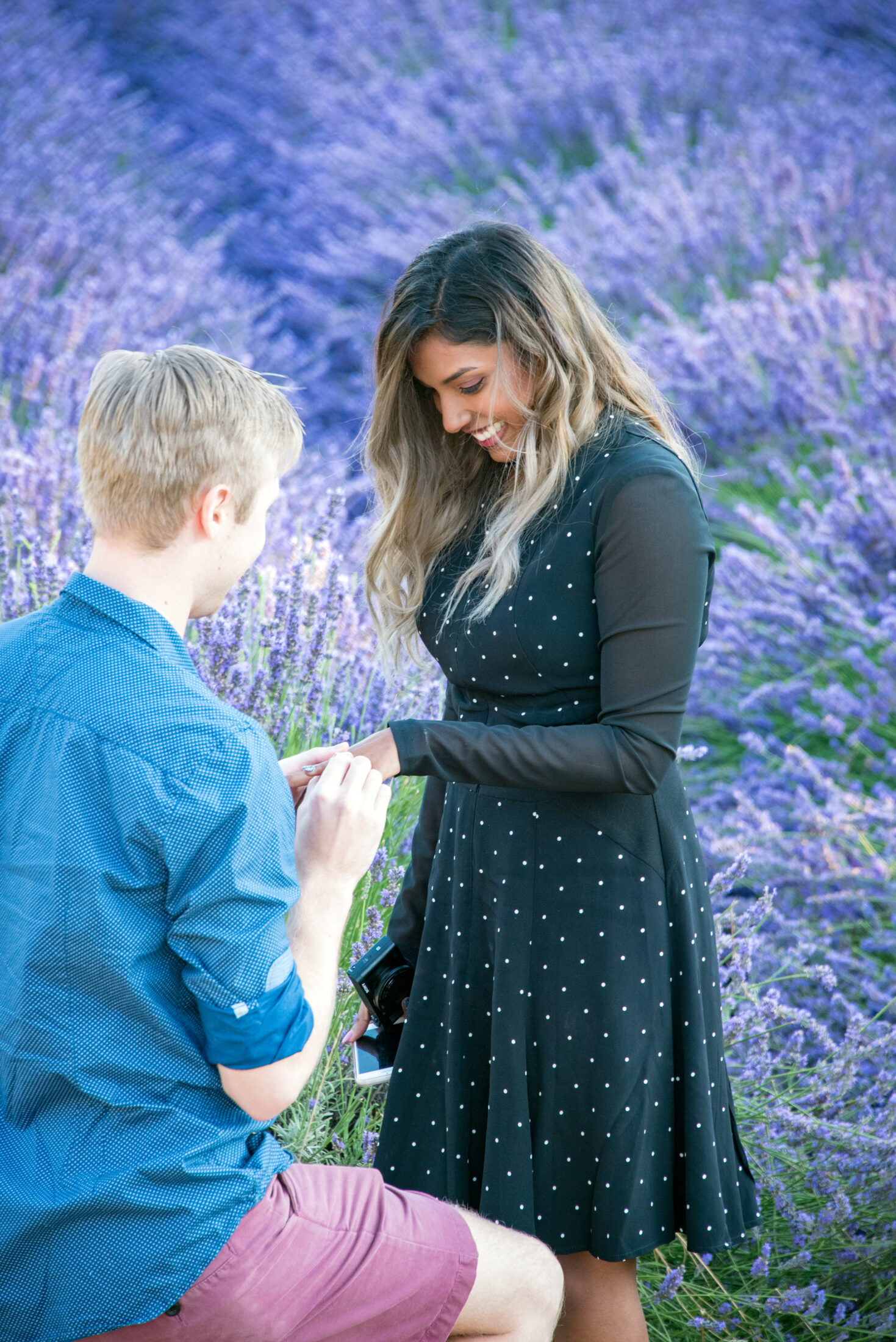 lavender photographer provence