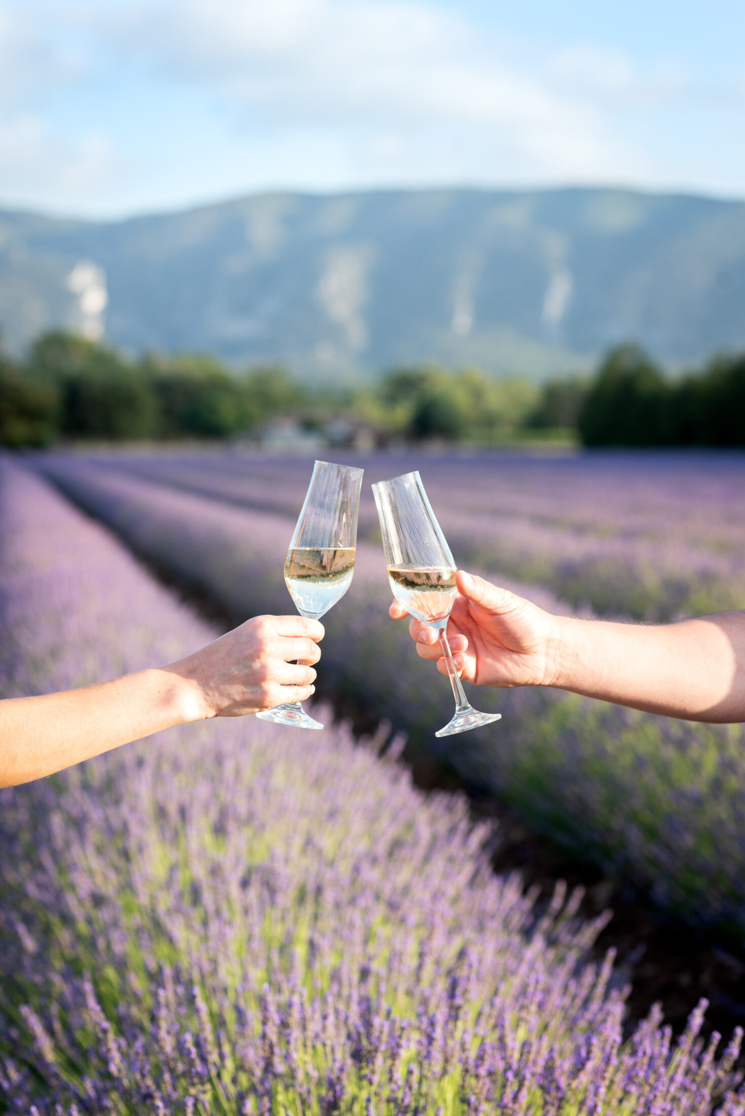 provence proposal photoshoot lavender